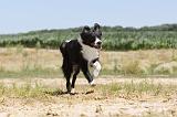 BORDER COLLIE 242